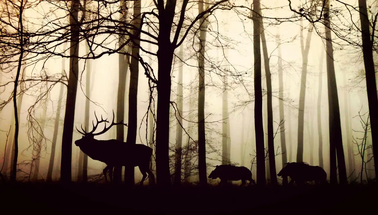 Los animales más conocidos de la prehistoria