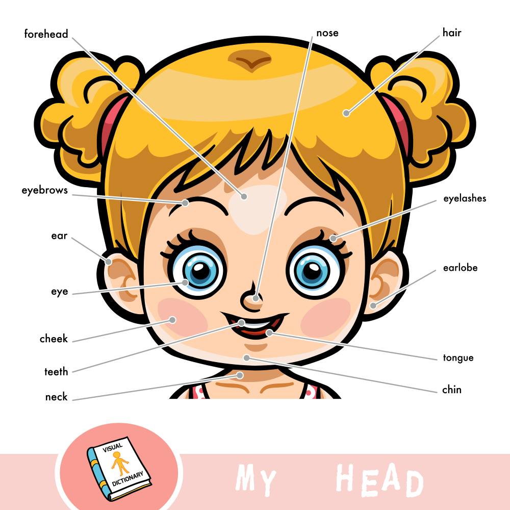 Vocabulario básico de las partes de la cara en inglés